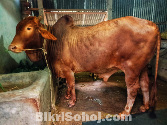 ষাঁড় গরু